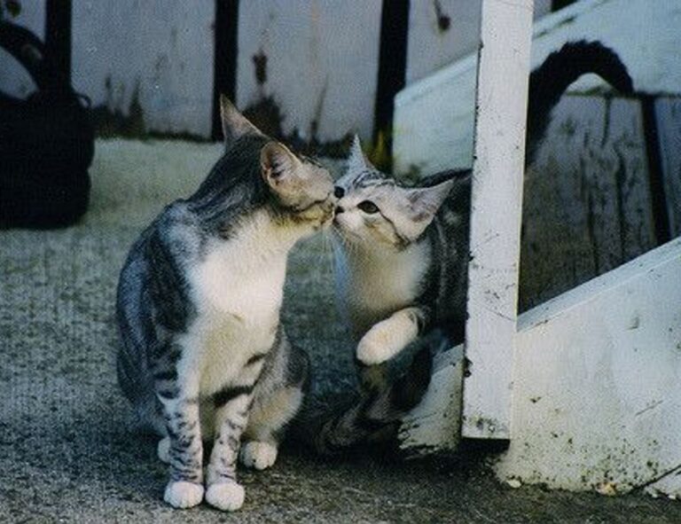 how can shotscribus software help the environment