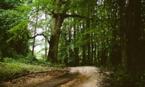 items in game playonit55