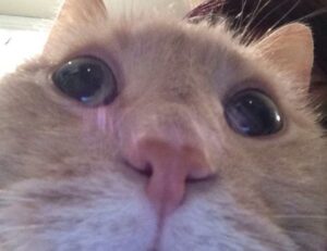 low price lwmfhotels