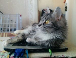 python sdk25.5a burn lag