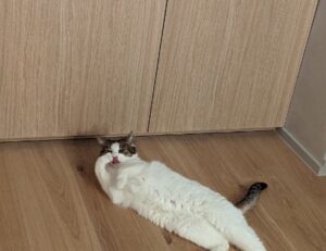 which milkweed for hingagyi