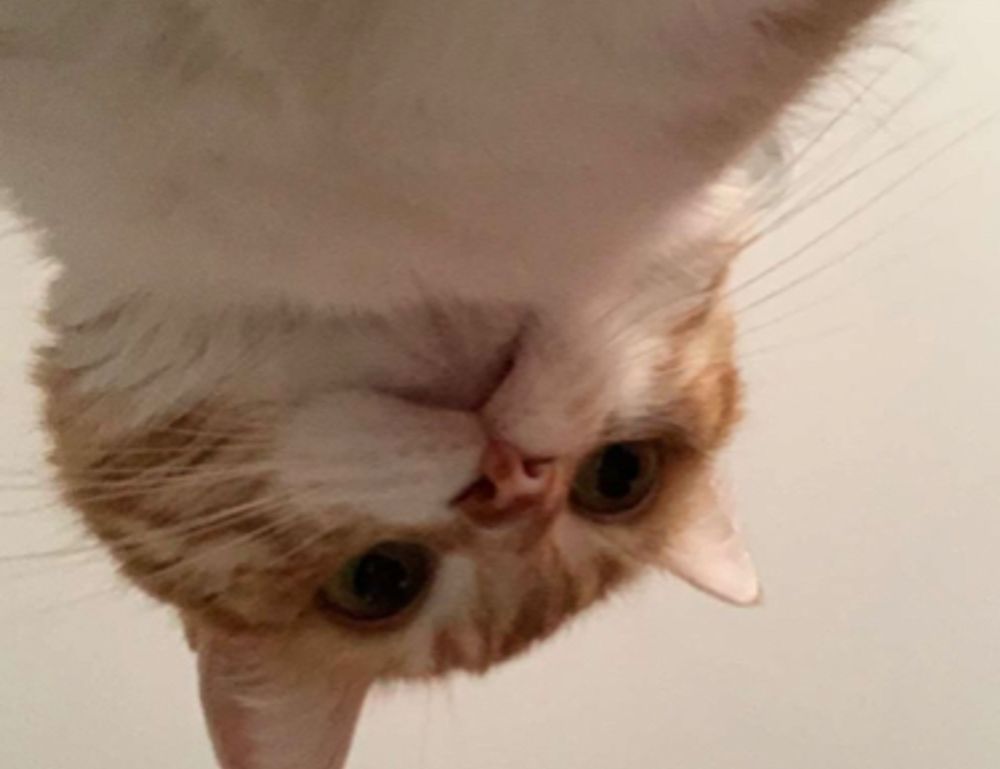 which milkweed for hingagyi