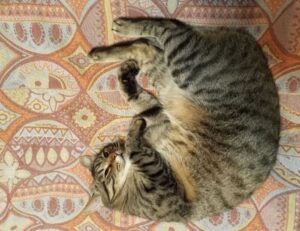 which obernaft character should i play