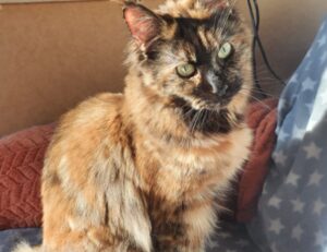 why is biszoxtall software free