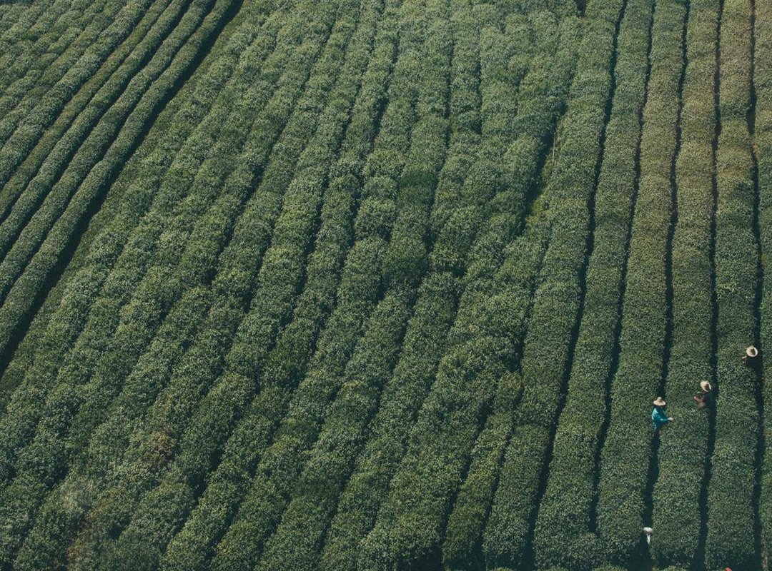 Buscopan vs. Kruidvat Brand: A Side-by-Side Comparison