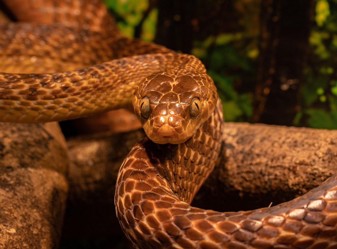 Common Backyard Snake Eggs in the U.S.