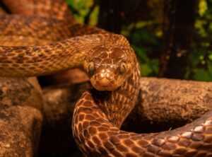 snake egg identification chart